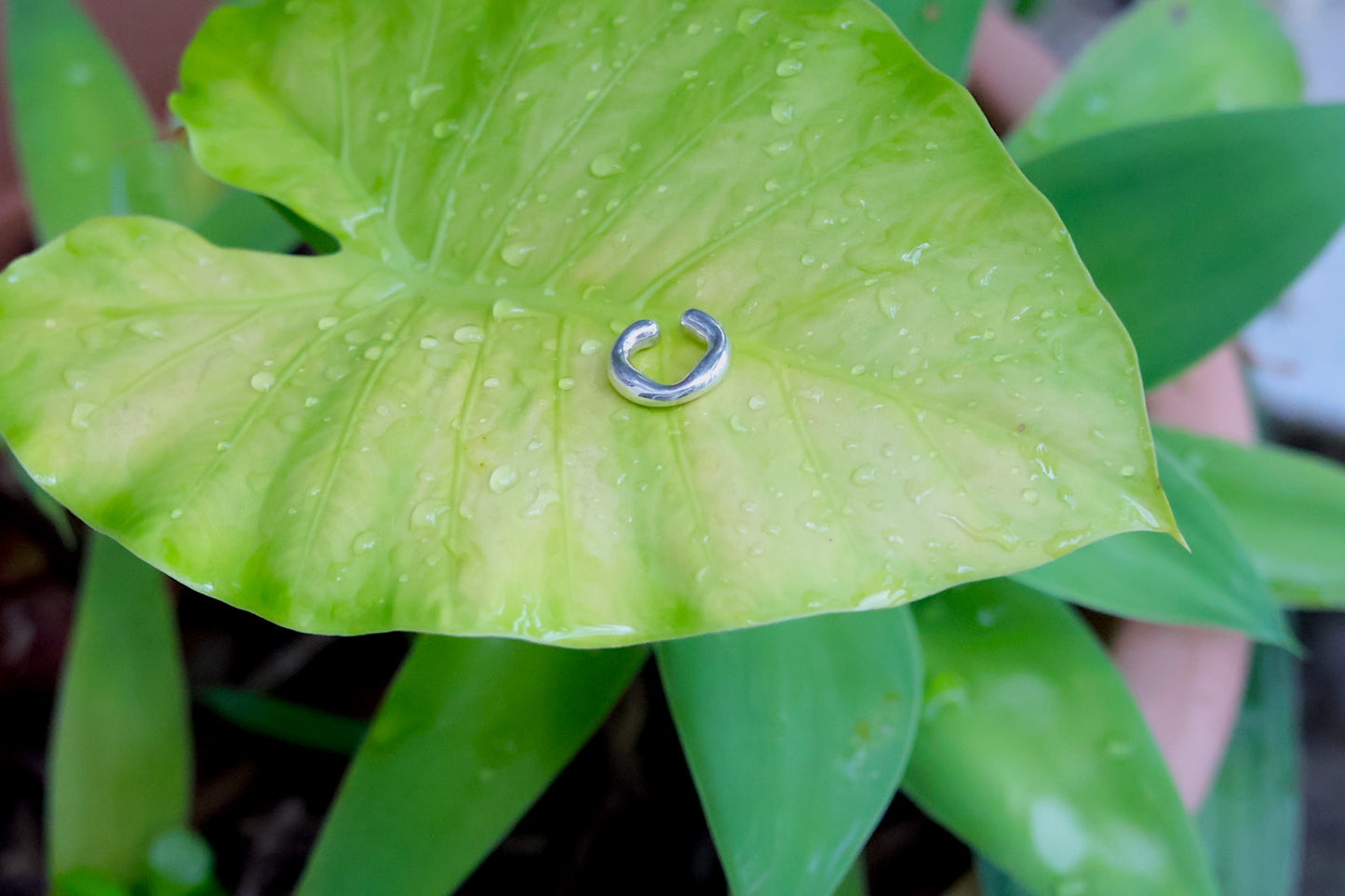 Purpura by MATSUO Toshihiko Diecinueve ring